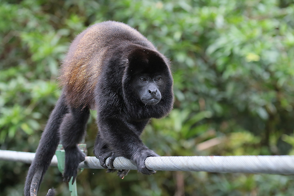 Howler Monkey